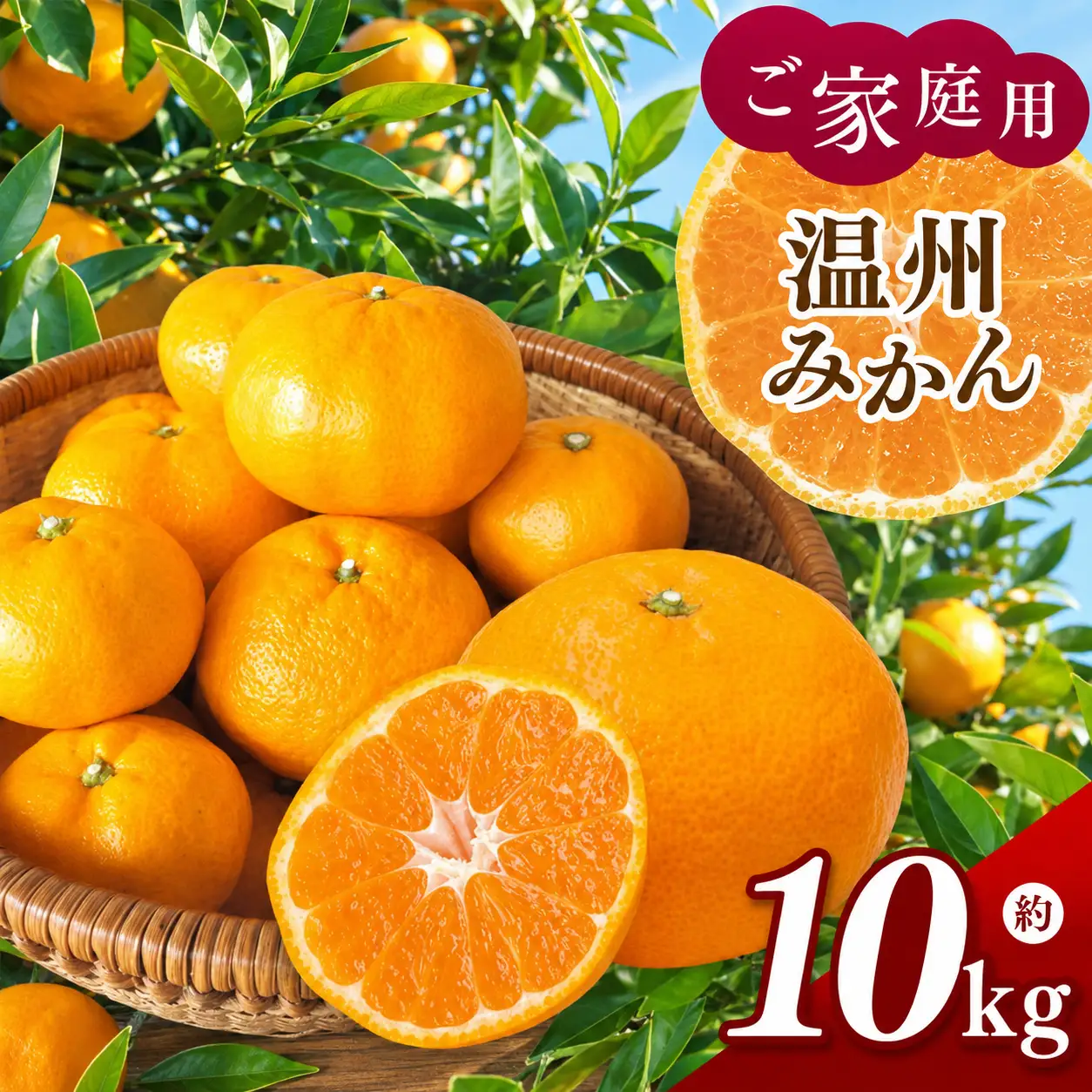 ご家庭用 温州みかん 約10kg ( 約5kg × 2箱 ) 村上農園 | みかん ミカン 蜜柑 果物 くだもの フルーツ 熊本県 玉名市