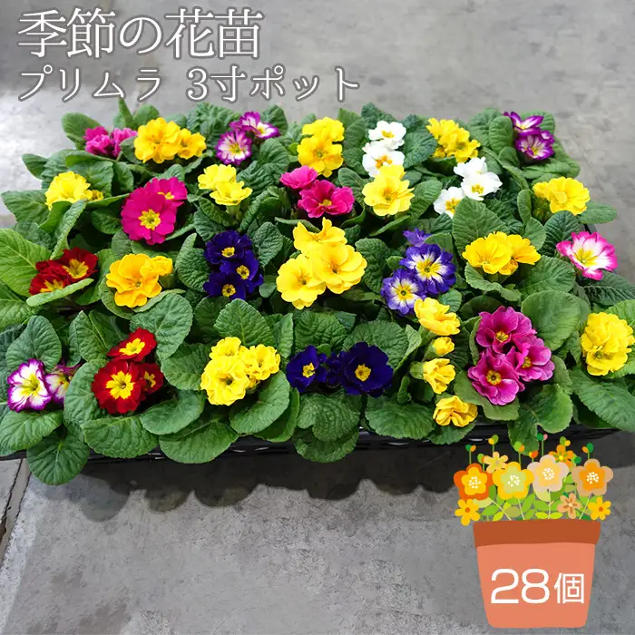 季節の花苗 プリムラ 3寸ポット 28個セット（プリムラ ジュリアン／プリムラ ポリアンサ） No.132