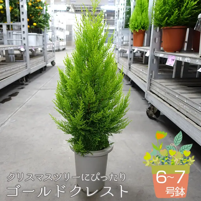 クリスマスツリーにぴったり ゴールドクレスト 6～7号鉢 コニファー 鉢植え No.045