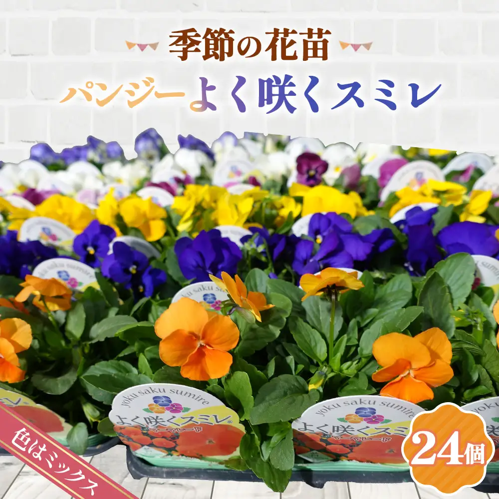 季節の花苗 パンジー～よく咲くスミレ～ 24個セット 色はミックス おまかせ 送料無料 ／ 花苗 セット お花 植物 花壇 秋 冬 春 ガーデニング 初心者向け 寄せ植え 地植え 庭 パンジー おしゃれ かわいい 誕生日 季節 元気 鴻巣市 パンジーハウス No.102
