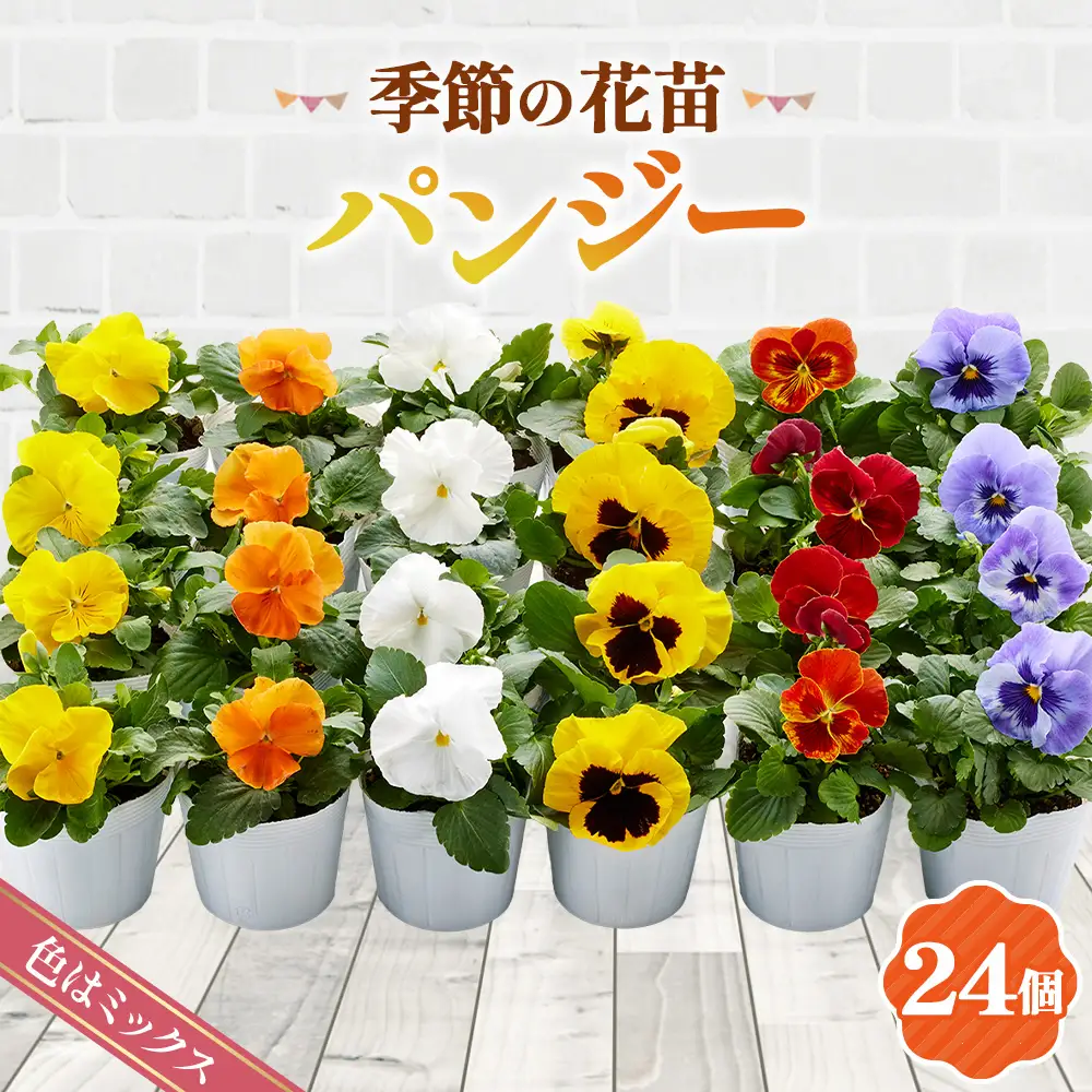 季節の花苗 パンジー 24個セット 色はミックス おまかせ 送料無料 No.046