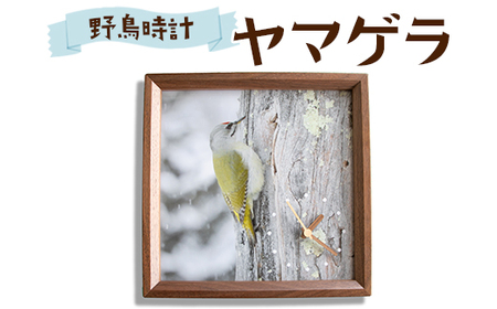 おしゃれ 掛け時計 野鳥時計【ヤマゲラ】【G15107】