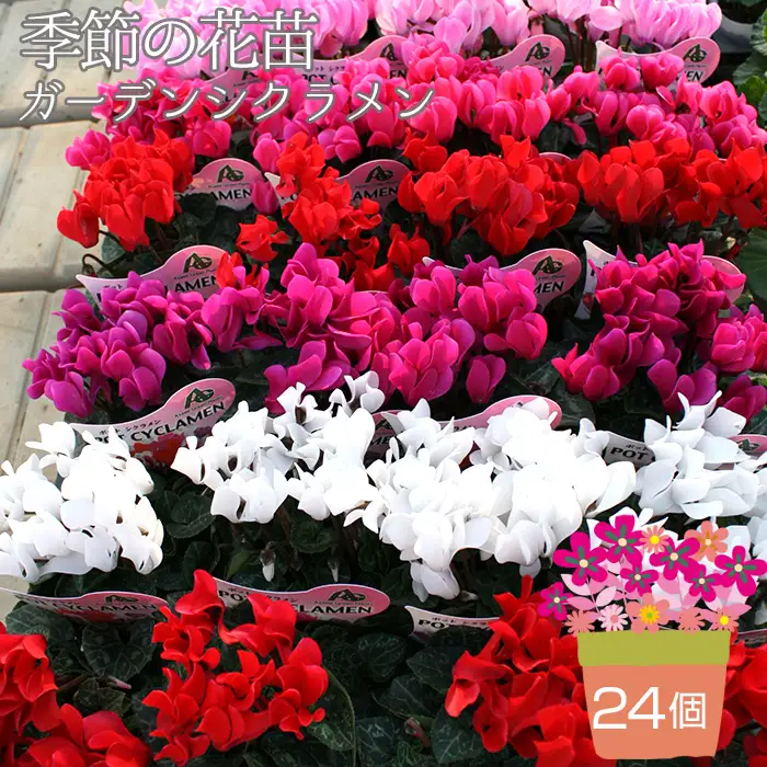 季節の花苗 ガーデンシクラメン 24個セット No.149