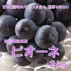 【南信州高森産】ピオーネ約2kg〈2026年9月中旬より発送〉