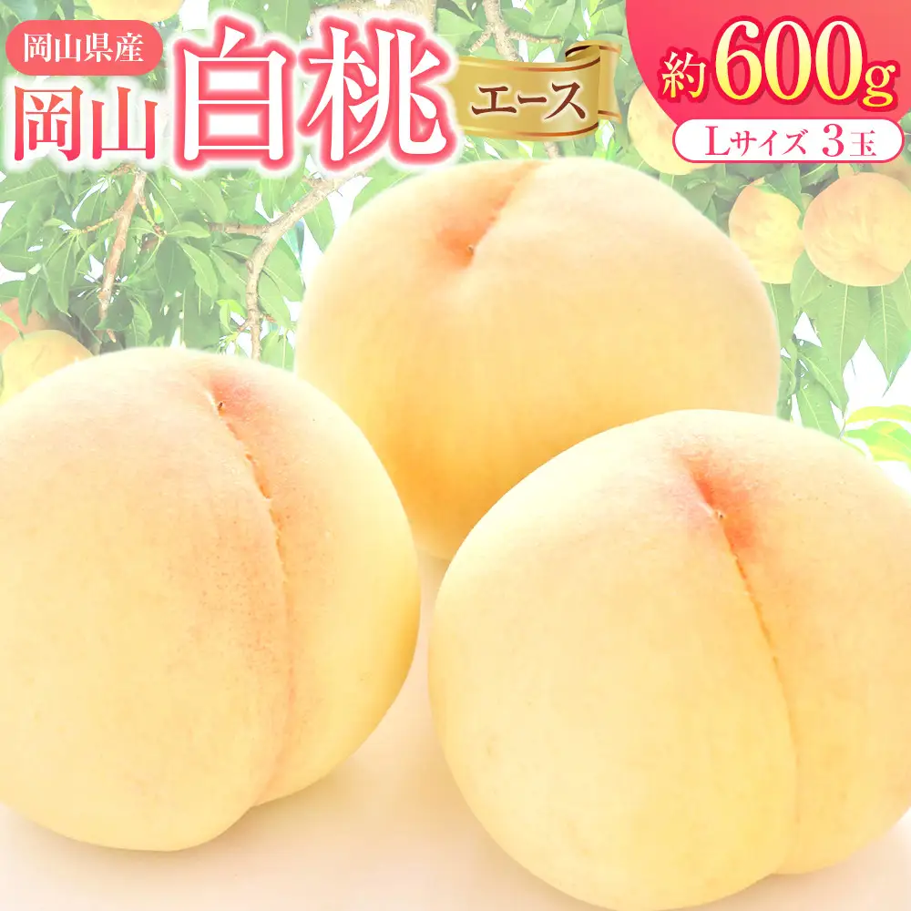 2026年 先行予約 岡山県産  白 桃   エース 3玉×約200g 計600g Lサイズ ｜ 桃
