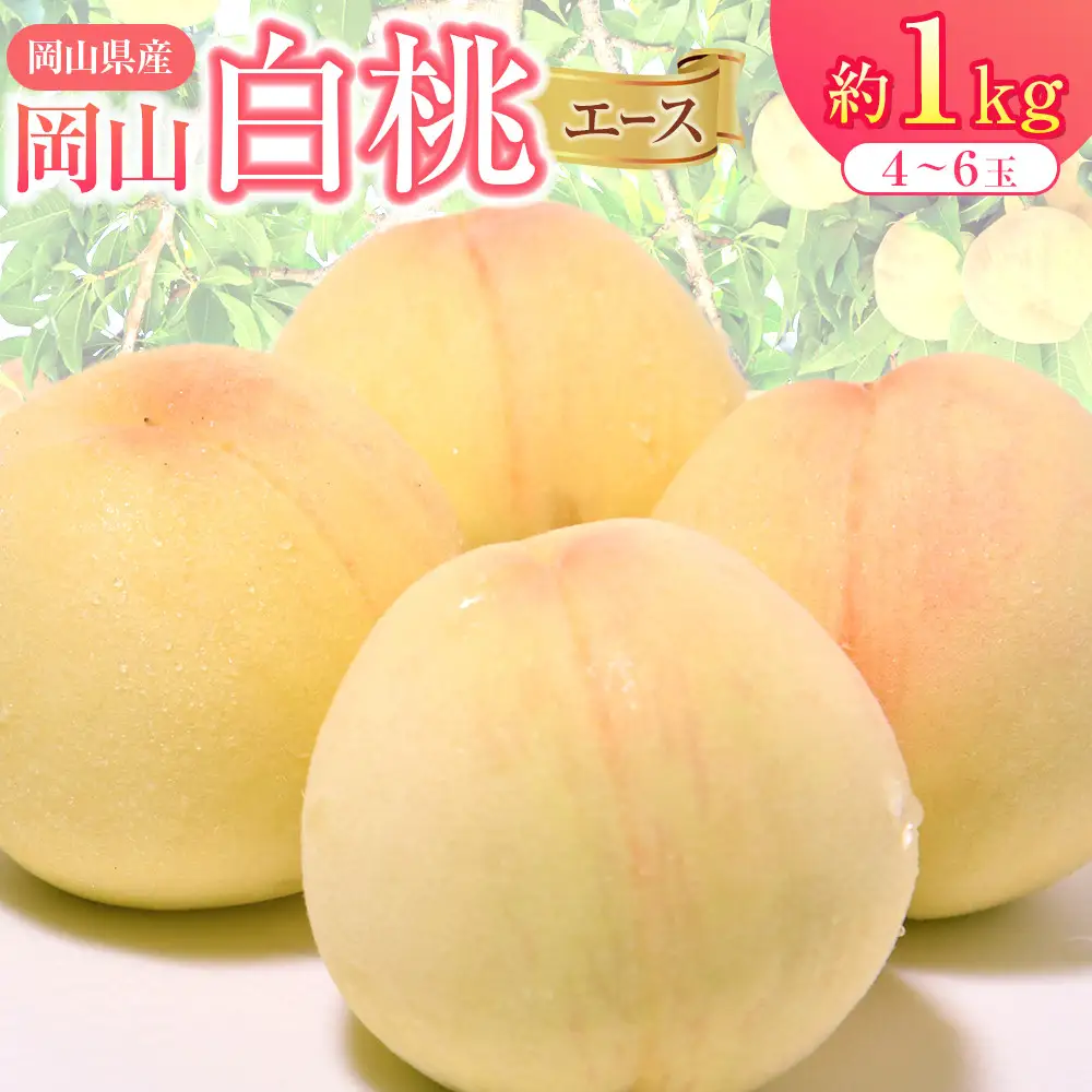 2026年 先行予約 岡山県産  白 桃   エース 約1kg（4～6玉）｜ 桃