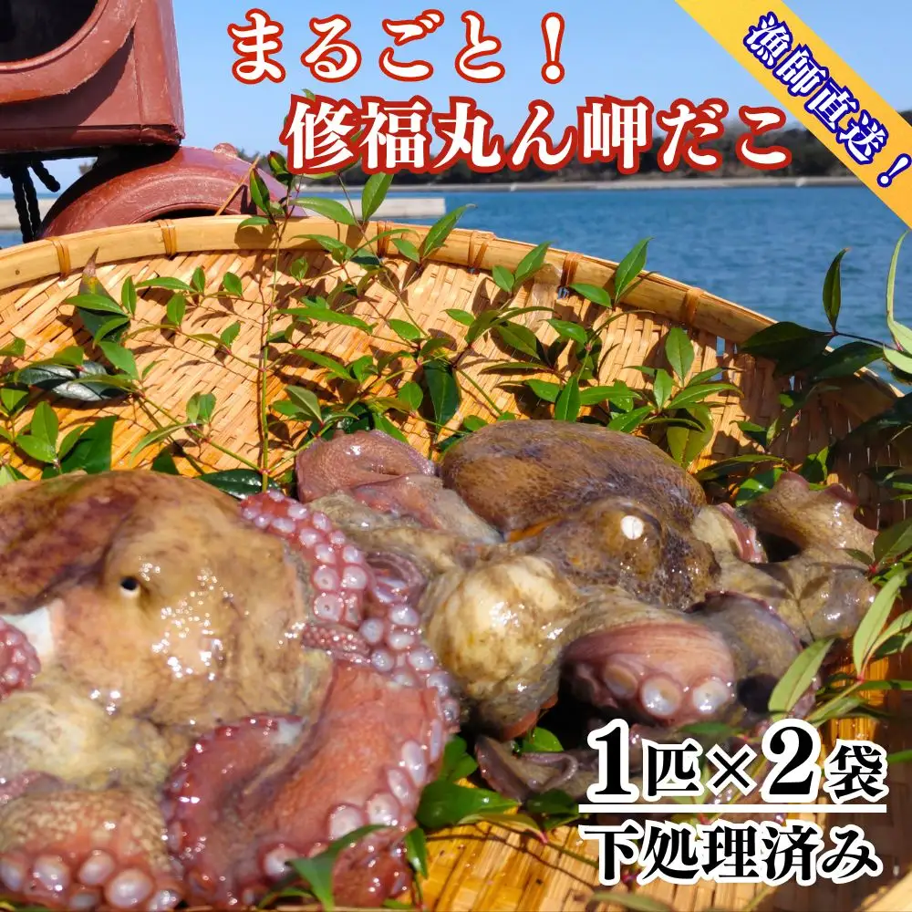 下処理済み 修福丸ん岬だこ 丸ごと2匹 約1.2kg | 豊後高田市 たこ