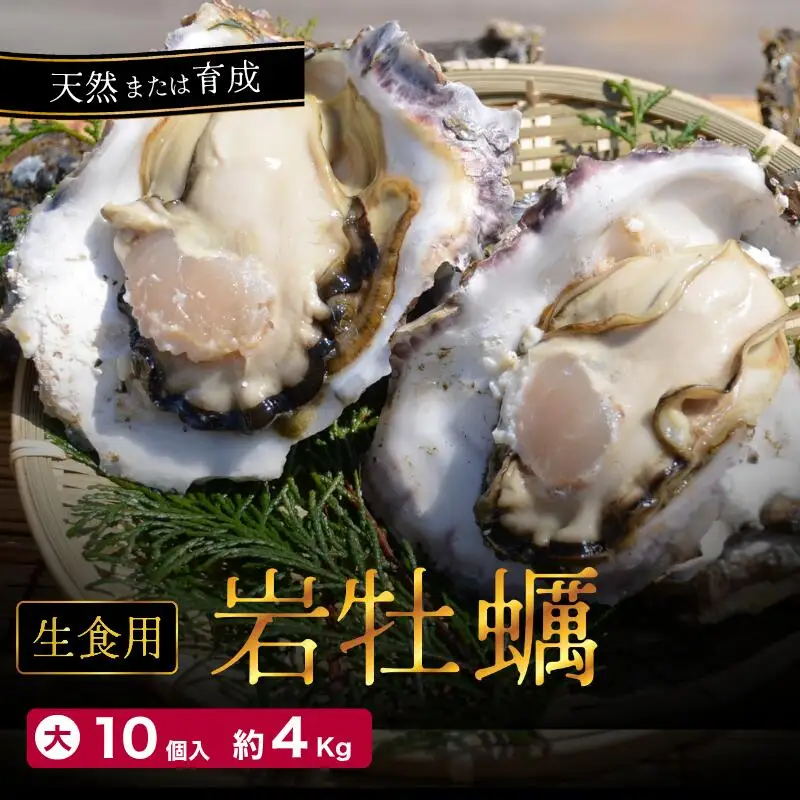 訳あり 岩がき 大サイズ 4kg前後 生食用 ： 牡蠣 殻付き
