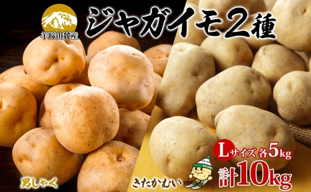 じゃがいも 男爵 きたかむい 北海道産 じゃがいも【各約5kg 計10kg Lサイズ】