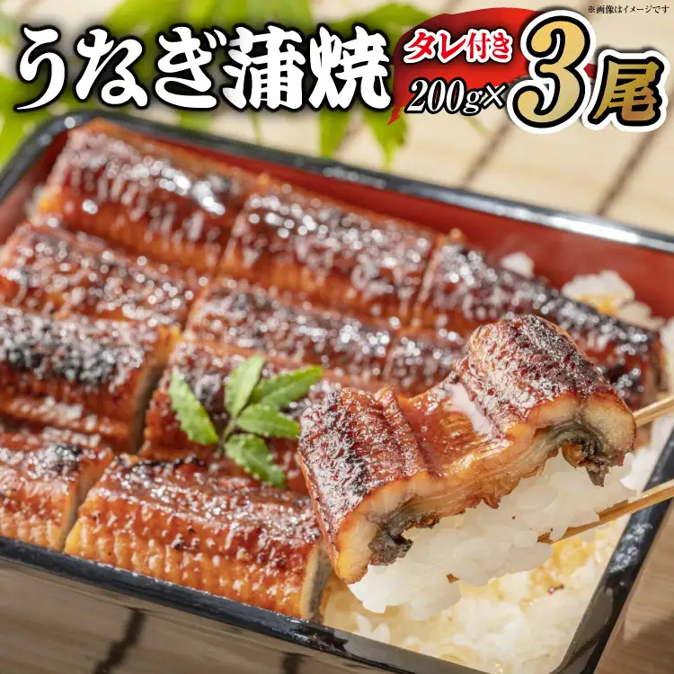 うなぎ うなぎ蒲焼 200g×3尾 タレ 山椒 セット