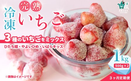 【定期便3回】 冷凍いちご １kg（500g×２袋）×3か月 いちご