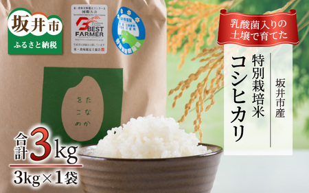 【先行予約】【令和7年産】乳酸菌入りの土壌で育てた 福井県 坂井町産 特別栽培米コシヒカリ 3kg（白米）【2025年9月中旬以降順次発送予定】 [A-4840_01]