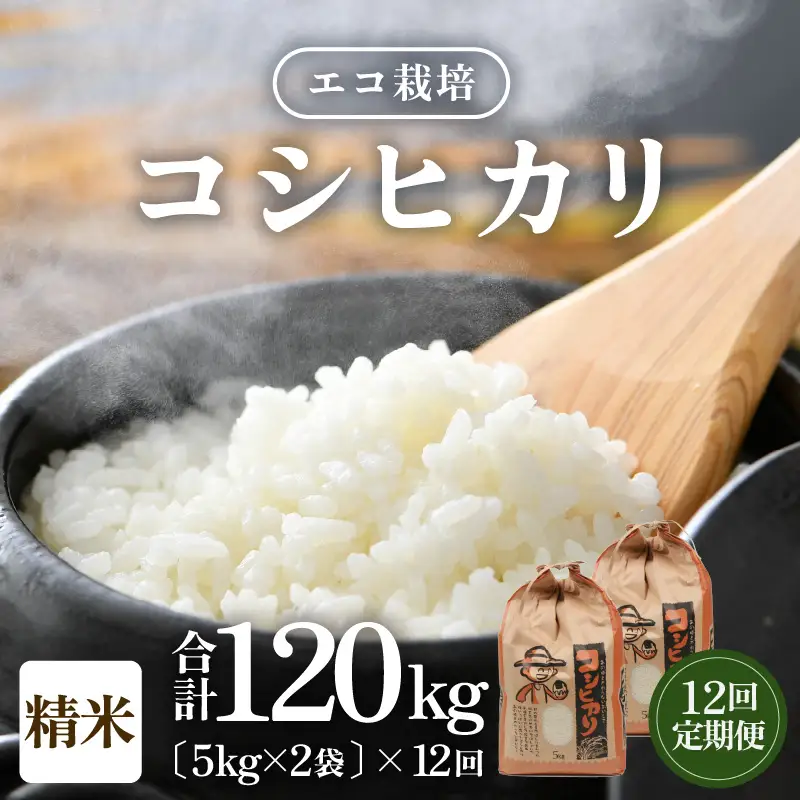 【先行予約】【令和8年産 新米】《定期便12回》【一等米】エコ栽培コシヒカリ 白米10kg（5kg×2袋）計120kg ／ 鮮度抜群 福井県産 こしひかり ご飯 新鮮 白米 ※2026年10月上旬以降順次発送 [aw063-o014]