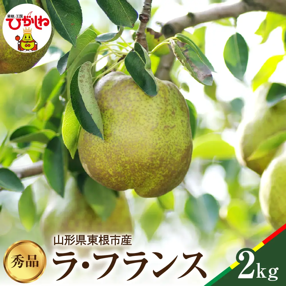 2026年産 ラフランス 秀品 2kg ラフランス 洋なし ギフト