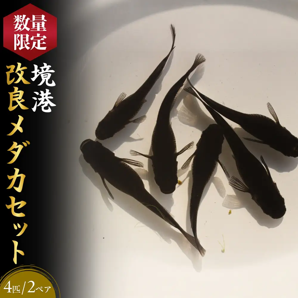 ＜数量限定＞境港改良メダカセット(4匹・2ペア)