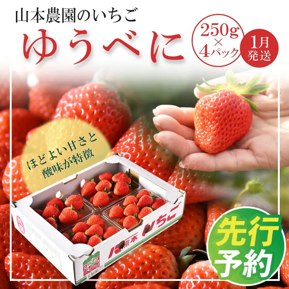 【2027年1月発送】「ゆうべに」250g×4パック いちご イチゴ 苺 フルーツ 果物