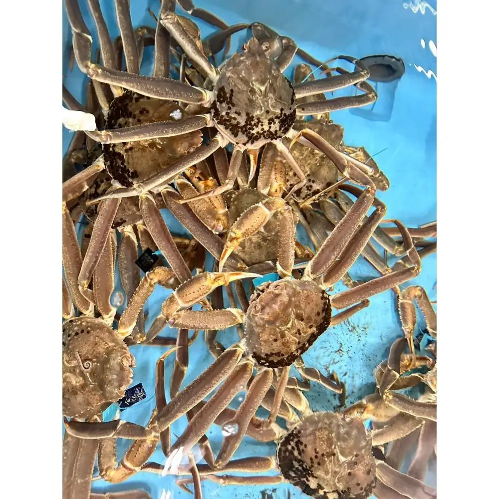 極上の海の恵みを直送でお届け！贅沢な味わいのズワイガニ（1.2kg～1.5kg×1杯）（特大）ボイル