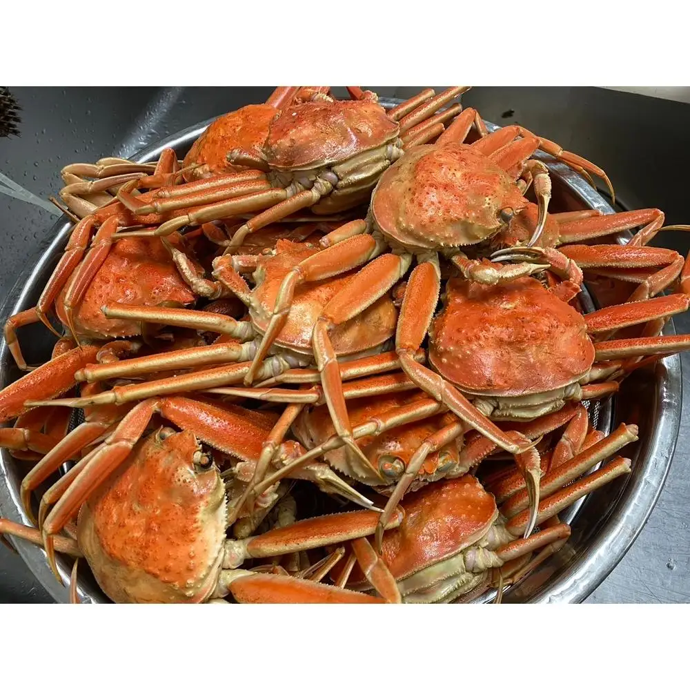 海から直接、あなたの食卓へ。 新鮮さが自慢の香箱ガニ（180〜200g×3杯）（特大）ボイル