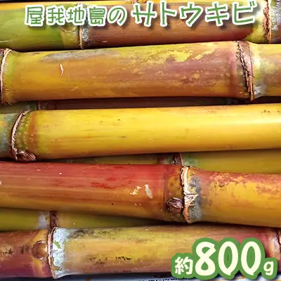 屋我地島のサトウキビ　約800g 珍しい お土産 沖縄 おきなわ 短冊型 自然 甘み イネ科 ミネラル 食物繊維 さとうきび 果汁 エネルギー カルシウム マグネシウム 鉄 サトウキビ ビタミン ポリフェノール フラボノイド