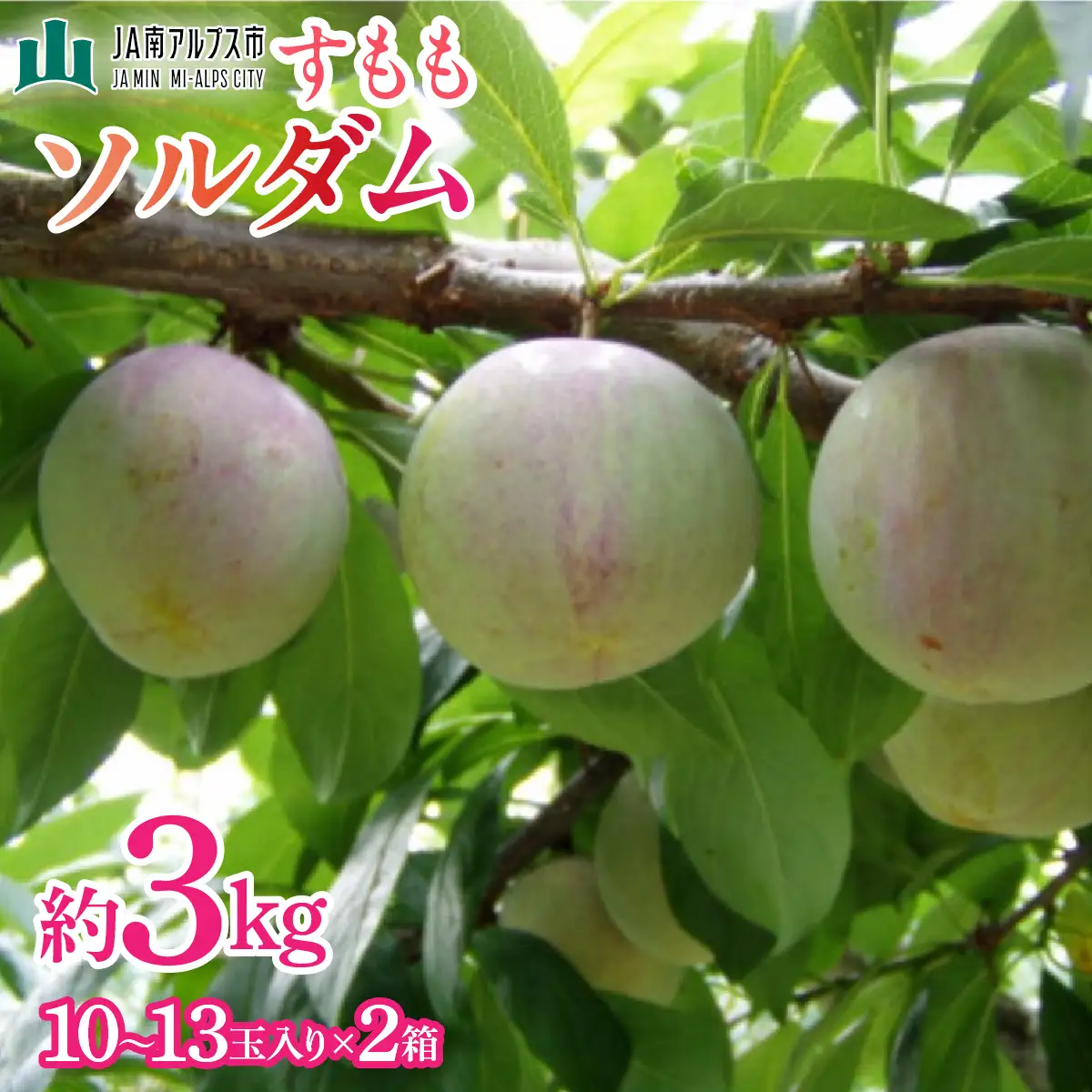【2027年(令和9年)発送先行予約】来年発送！！すもも「ソルダム」10～13玉入り×2箱約3ｋｇ ALPAA002