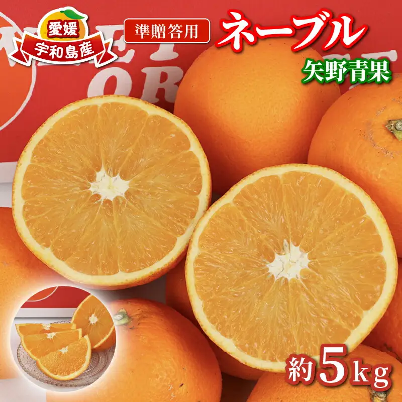 準贈答用 ネーブル オレンジ 5kg 矢野青果 オレンジ B012-171019