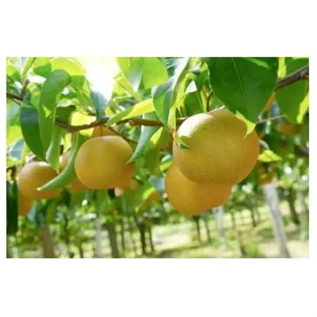 ずっしり5kg【豊水】栃木県小山市産の梨【1487248】