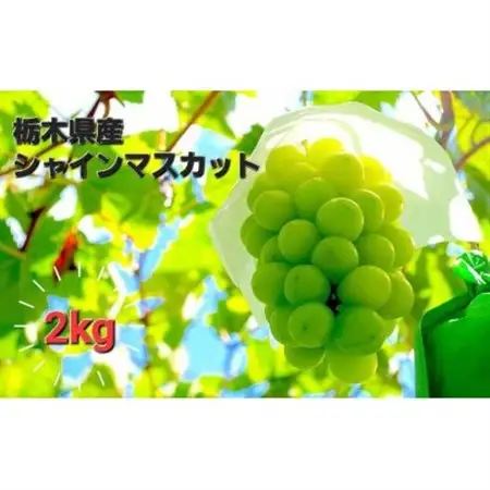【2kg】朝採れ新鮮!シャインマスカット【配送不可地域：離島】【1487250】