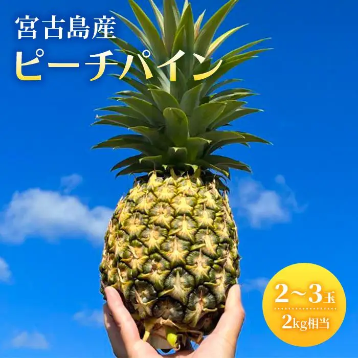 先行予約2027年発送》 宮古島産ピーチパイン2～3玉（2kg相当