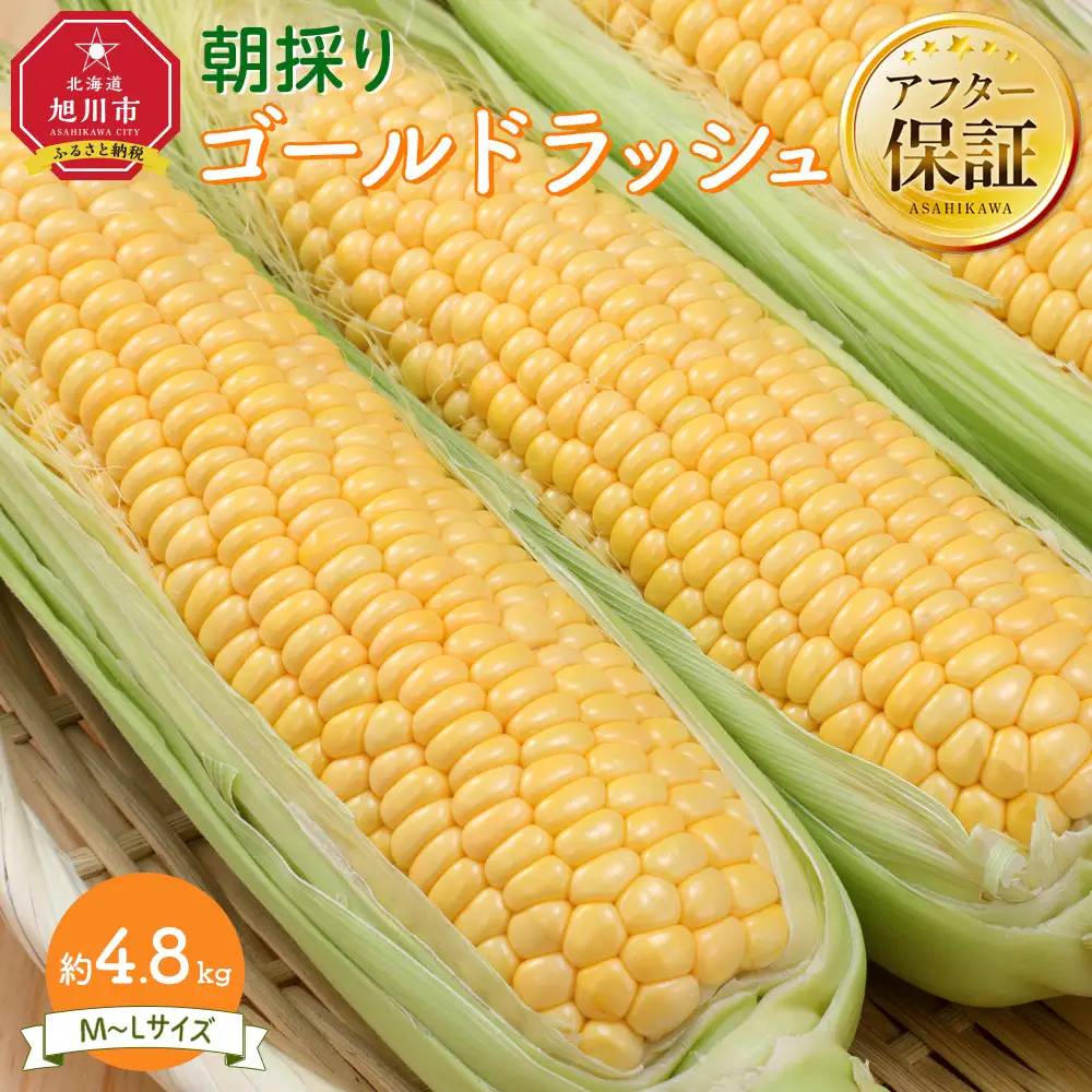 【先行予約】朝採り とうもろこし ゴールドラッシュ 4.8kg (M～Lサイズ×15本)(2026年8月中旬発送) | とうもろこし 北海道産 _03903