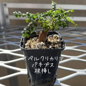 オペルクリカリアパキプス根挿し株 1本