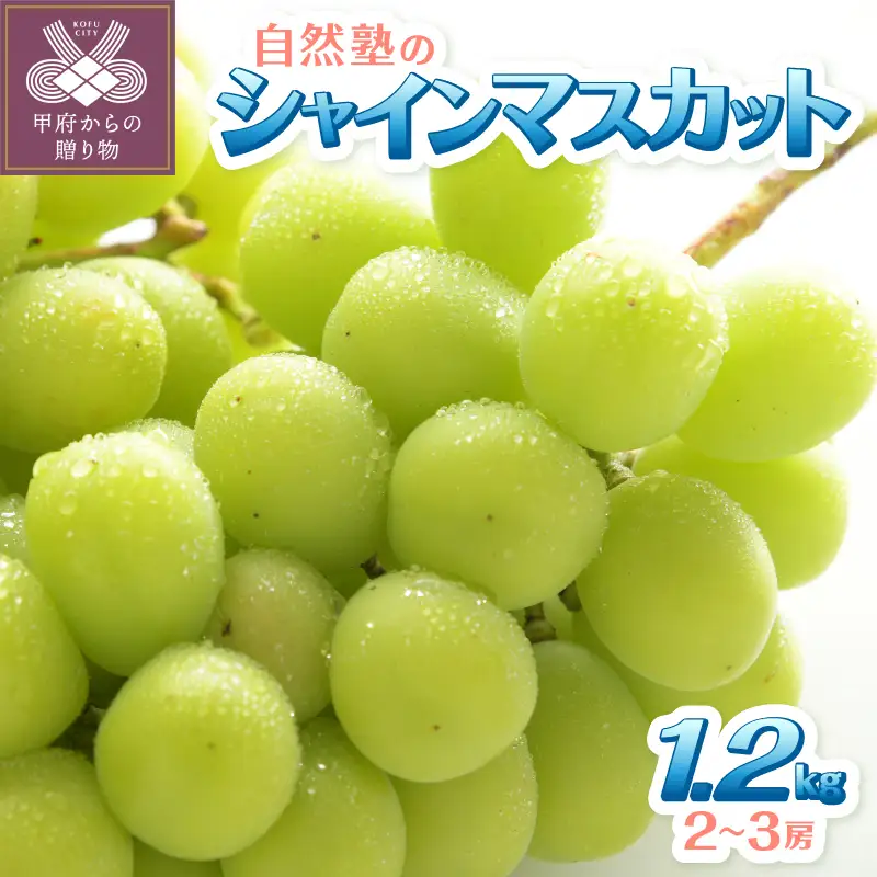 【2026年配送分】甲府市産自然塾のシャインマスカット1.2kg(2房～3房)