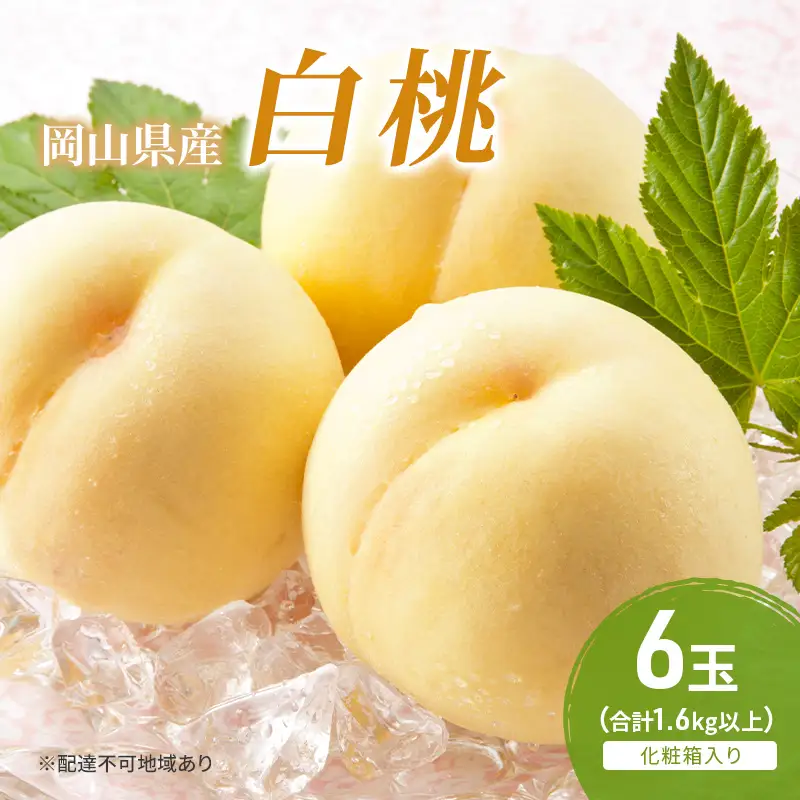 白桃 フルーツ 化粧箱入り 岡山県産 白桃【6玉 1.6kg以上】【先行予約】