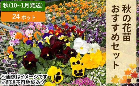 秋 の 花苗 おすすめ セット 24ポット(10月下旬～1月発送) ガーデニング 園芸 花苗