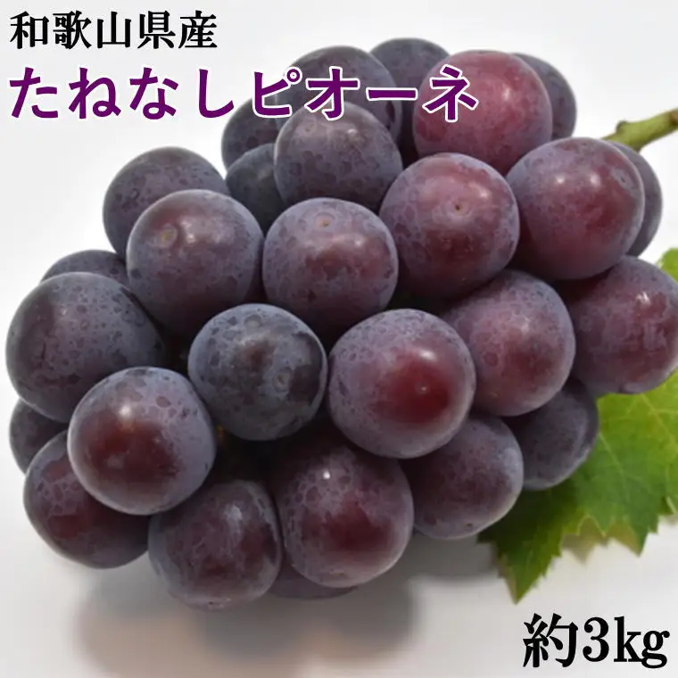 【2026年度発送分】【新鮮・産直】和歌山かつらぎ町産たねなしピオーネ約3kg ※2026年8月中旬～2026年9月中旬頃に順次発送予定【tec952B】