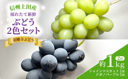 シャインマスカット ナガノパープル 信州上田産金剛寺ぶどう 約1kg 2房 詰め合わせ シャインマスカット ナガノパープル 葡萄 ブドウ 1kg 果物 くだもの フルーツ デザート 旬の果物 旬のフルーツ 長野県 長野