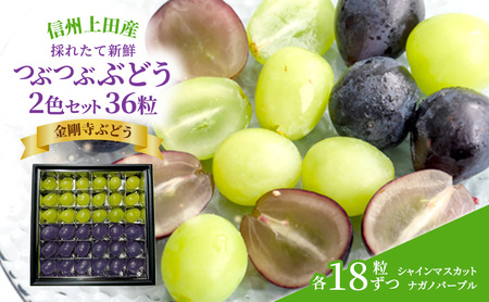 厳選！シャインマスカット ナガノパープル jewelry box 信州上田産金剛寺ぶどう 2色 セット 36粒 各18粒 詰め合わせ 葡萄 ブドウ マスカット 果物 くだもの フルーツ 旬のフルーツ 長野県 長野