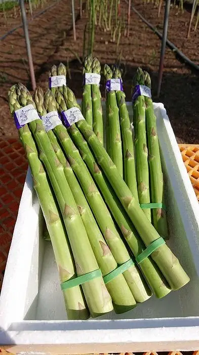 大武さんのアスパラガスギフトセット1kg