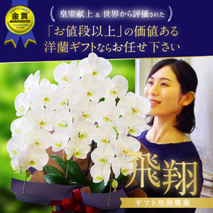 洋蘭 大輪 胡蝶蘭 3本立ち (高さ約80cm幅約50cm) 