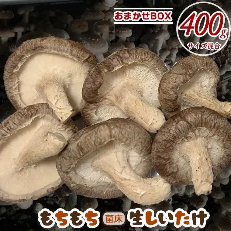 もちもち菌床生しいたけ　おまかせBOX　400g