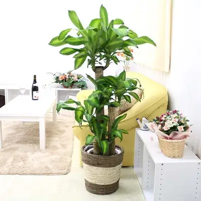 【観葉植物】幸福の木 8号 ストライプバスケット鉢カバー 高さ:約1m～1.2m(鉢底より) 土の表面：ウッドチップ 【観葉植物 インテリア 部屋 おしゃれ 福岡県 筑前町 送料無料 AG008】