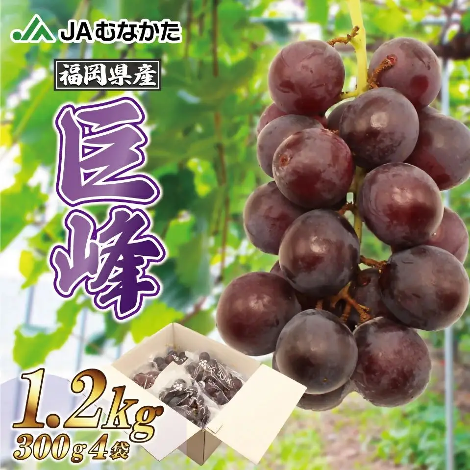 【2026年収穫分 先行予約】【JAむなかたより】巨峰1.2kg【JAほたるの里】_HA1476
