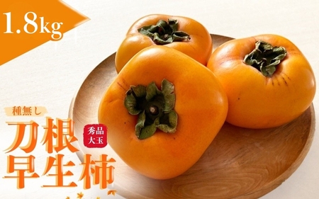  【先行予約】種無し柿 刀根早生柿 秀品大玉 約1.8kg（6個） 2026年9月末頃～10月末頃に順次発送予定（お届け日指定不可）/ 柿 かき 種無し 秀品 大玉 フルーツ 果物 くだもの【kiy002A】