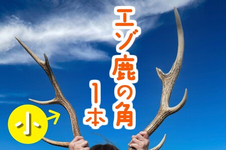 エゾ鹿の角 小1本（40cm～50cm前後） 蝦夷鹿 シカ 天然 素材 工作 DIY 自由研究 自然 キャンプ アクセサリー オブジェ 北海道 苫前町 とままえ tom03