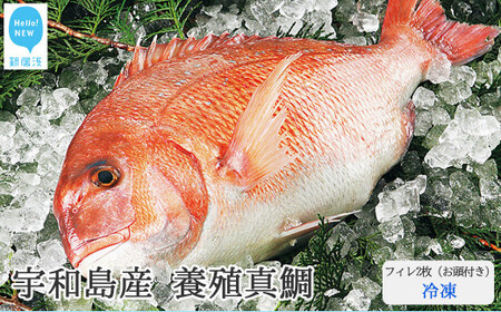 愛媛県産養殖真鯛フィレ2枚（お頭付き・冷凍）お刺身で！焼いて！煮て食べ鯛！ 新鮮・安心