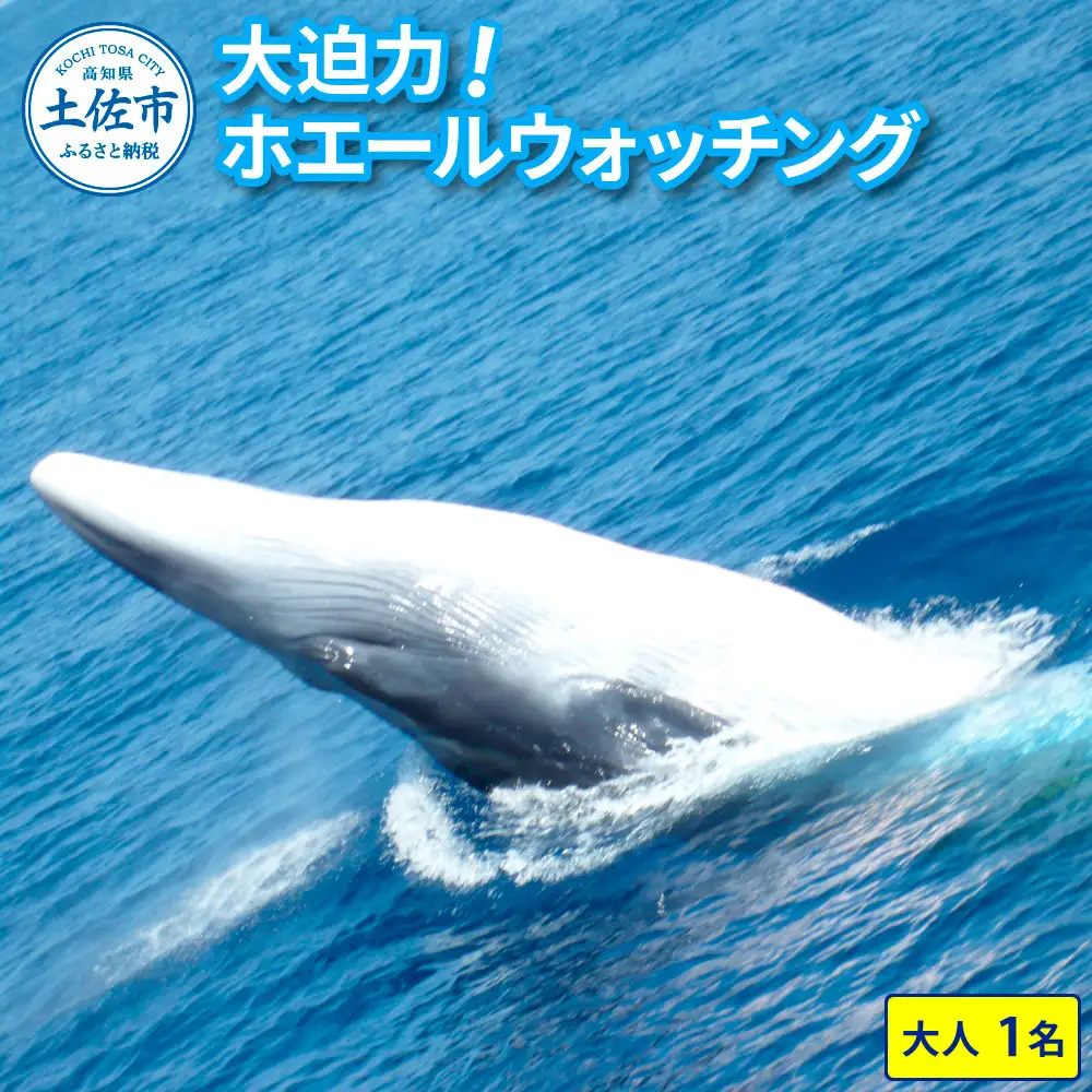 ホエールウォッチング 7000円分利用券（大人1名分相当） 高知県土佐市 【宇佐ホエールウォッチング協会】 [BQCH001]