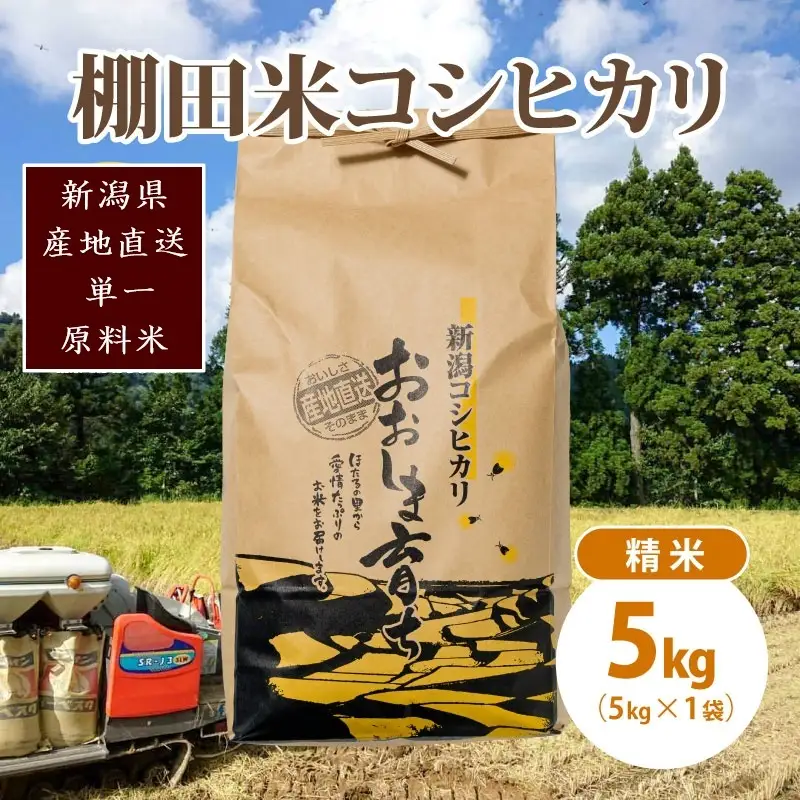 【数量限定】コシヒカリ 大島区産 精米 コシヒカリ 5kg(5kg×1)