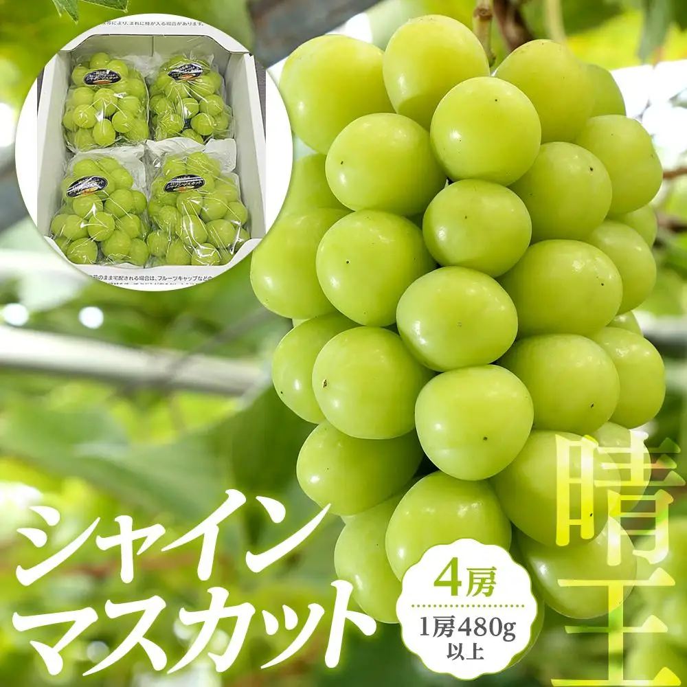 ぶどう 2026年 岡山県産 シャインマスカット 『晴王』4房(1房480g以上) | 葡萄 シャインマスカット フルーツ 果物 くだもの フレッシュ 国産 岡山 食品 人気 おすすめ 送料無料 ギフト 贈り物 贈答品 