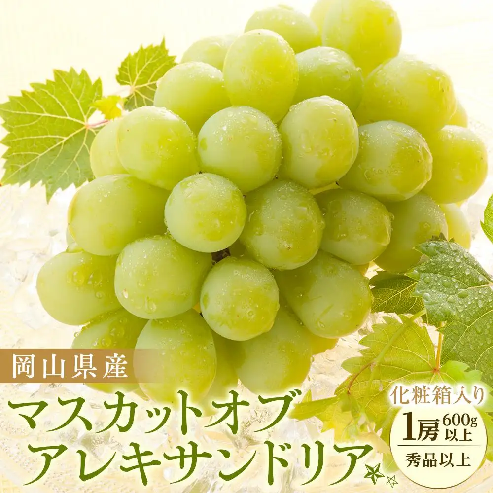 ぶどう 2026年 岡山県産 マスカット オブ アレキサンドリア 1房(600g以上・秀品以上)  化粧箱 入り | 葡萄 マスカット フルーツ 果物 くだもの フレッシュ 国産 岡山 食品 人気 おすすめ 送料無料 ギフト 贈り物 贈答品 