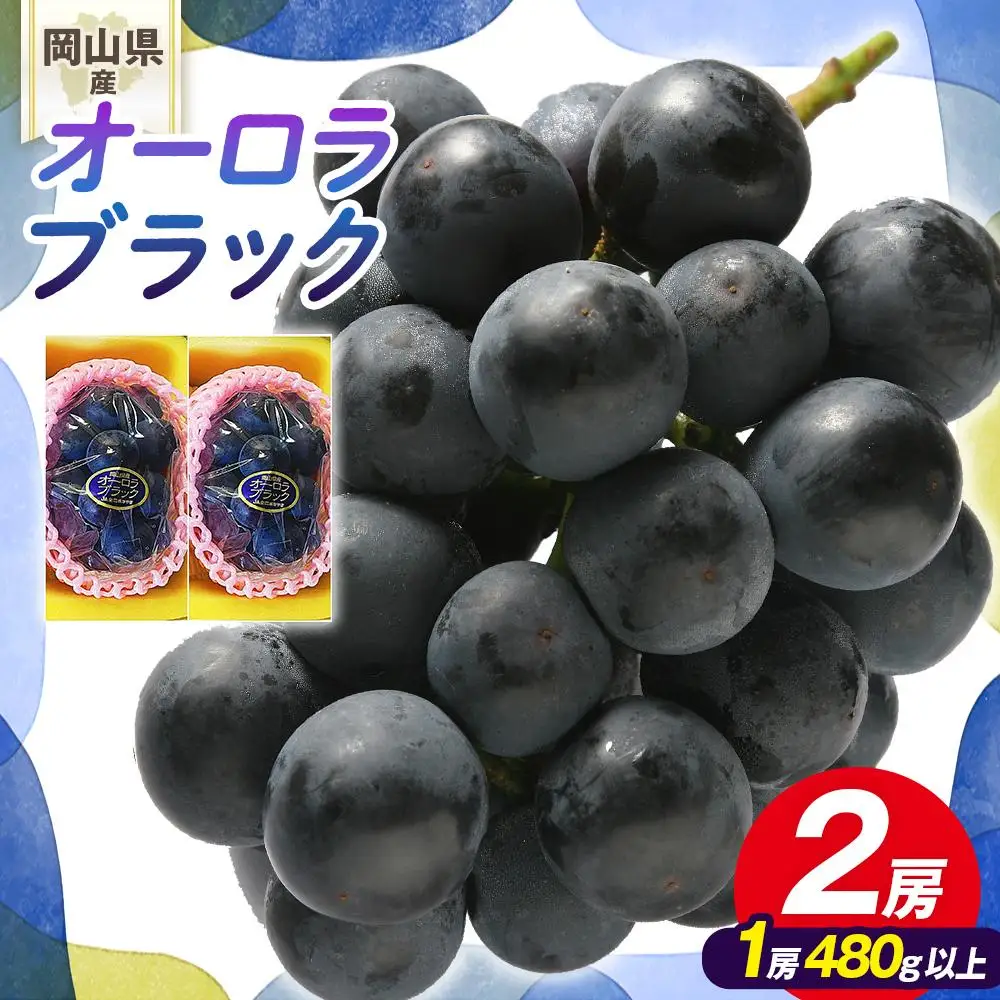 ぶどう 2026年 岡山県産 オーロラブラック 2房(1房480g以上)　化粧箱 入り | 葡萄 ぶどう フルーツ 果物 くだもの フレッシュ 国産 岡山 食品 人気 おすすめ 送料無料 ギフト 贈り物 贈答品 