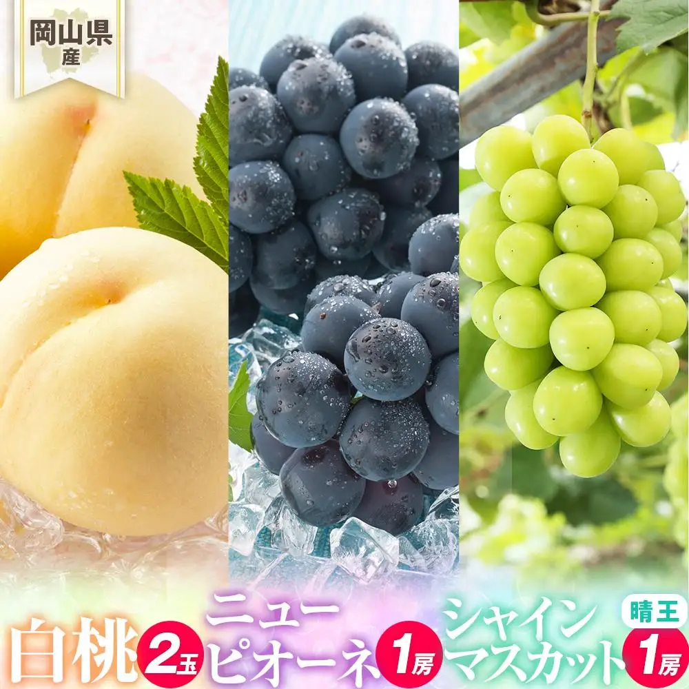 桃 ぶどう詰め合わせ 2027年 先行予約 /白桃2玉(1玉220g以上)・ニューピオーネ1房(480g以上)・シャインマスカット『晴王』1房(480g以上) 化粧箱入り
